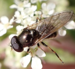 Cheilosia pagana
