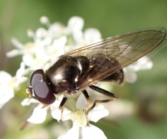 Cheilosia pagana