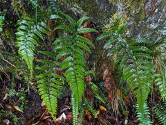 Polystichum luctuosum