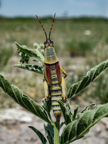 Elegant grasshopper