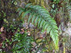 Polystichum luctuosum