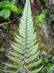 Polystichum luctuosum