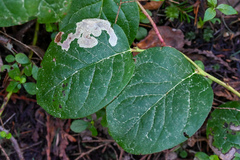 Cameraria gaultheriella