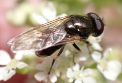 Cheilosia pagana