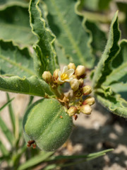 Jatropha seineri