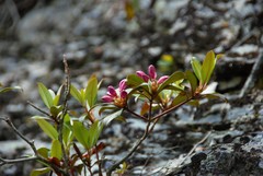 Rhododendron smokianum