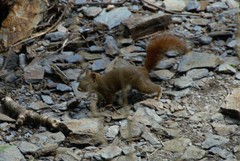 Tamiasciurus hudsonicus abieticola