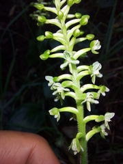 Cranichis ciliata