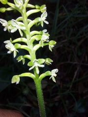 Cranichis ciliata