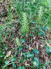 Cranichis ciliata