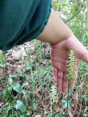 Cranichis ciliata