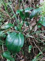 Cranichis ciliata