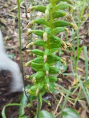 Cranichis ciliata
