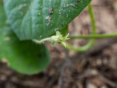 Ipomoea sinensis blepharosepala