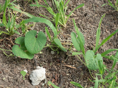Ipomoea sinensis blepharosepala