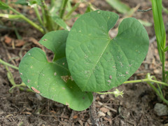 Ipomoea sinensis blepharosepala