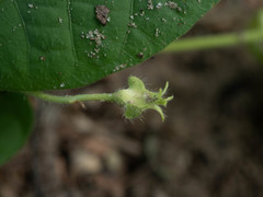 Ipomoea sinensis blepharosepala