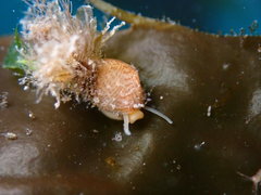 Phasianellidae