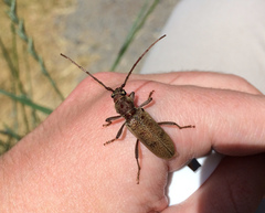 Brothylus gemmulatus