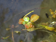 Ludwigia grandiflora