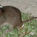 Bramble Cay Melomys - Photo (c) Ian Bell, EHP, State of Queensland, some rights reserved (CC BY)