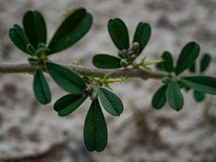 Indigofera bainesii