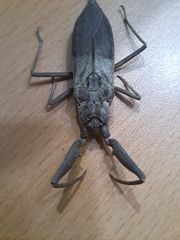 Laccotrephes japonensis