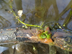 Ludwigia grandiflora