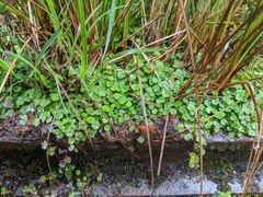 Hydrocotyle setulosa