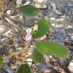 Vitex mollis