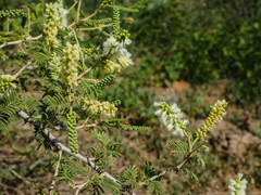 Senegalia fleckii