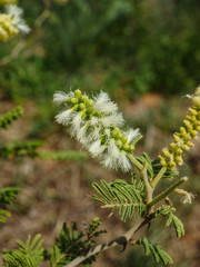 Senegalia fleckii