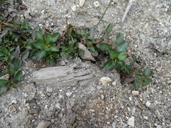 Ludwigia grandiflora