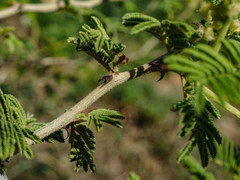 Senegalia fleckii
