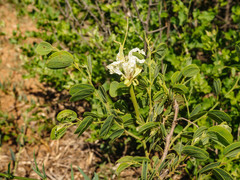 Bauhinia petersiana macrantha