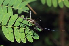 Toxorhynchites theobaldi