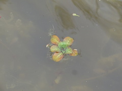 Ludwigia grandiflora