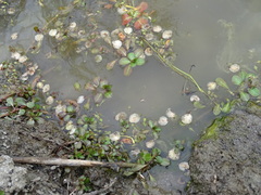 Ludwigia grandiflora