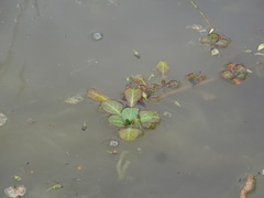 Ludwigia grandiflora