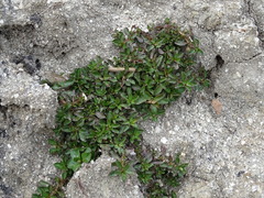 Ludwigia grandiflora