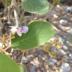 Vitex mollis