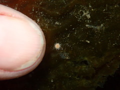 Strongylocentrotus purpuratus