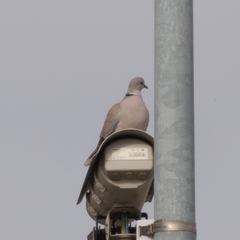 Streptopelia decaocto