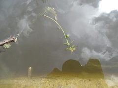 Ludwigia grandiflora