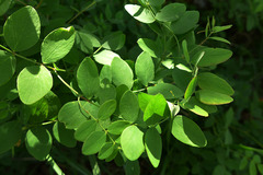 Lathyrus holochlorus