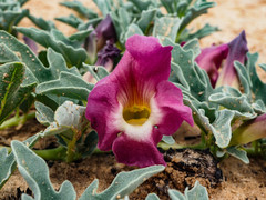 Harpagophytum procumbens