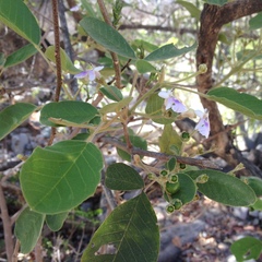 Vitex mollis
