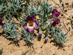 Harpagophytum procumbens