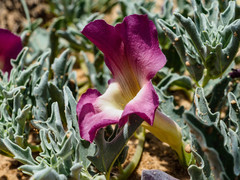Harpagophytum procumbens