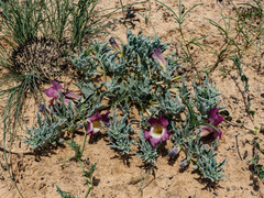 Harpagophytum procumbens